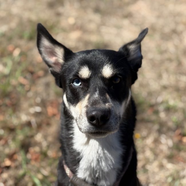 Uzy - Chien Lévrier Afghan à adopter