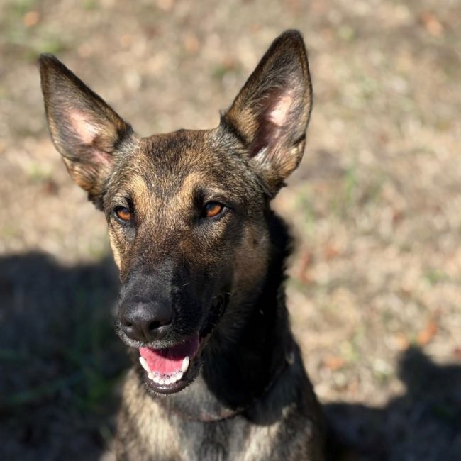 Lou - Chien Berger Belge Malinois à adopter