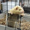 Gus