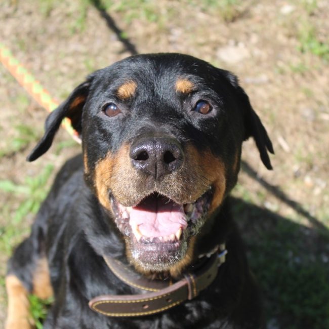 Havana - Chien Rottweiler à adopter