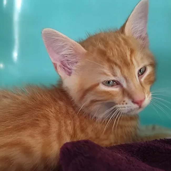 Caramel