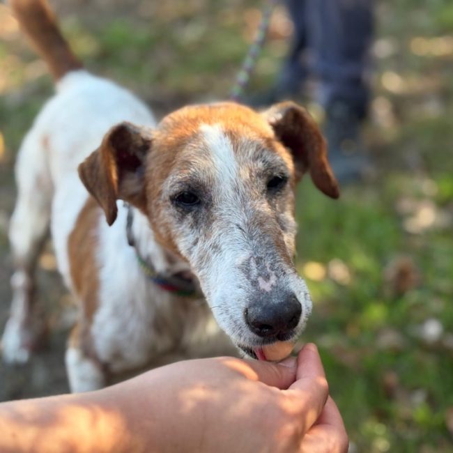 Xerox - Chien à adopter