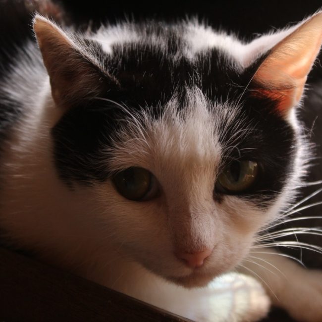 Alina - Chat Européen à adopter