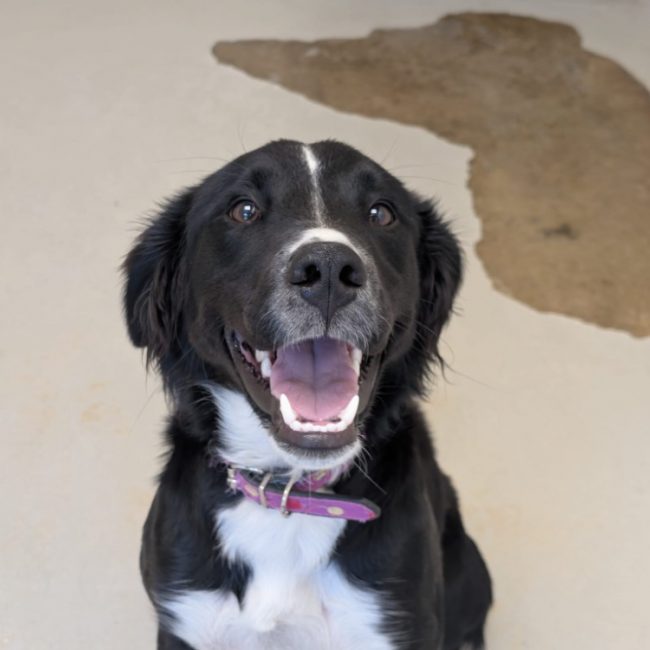 Kalina - Chien Border Collie à adopter