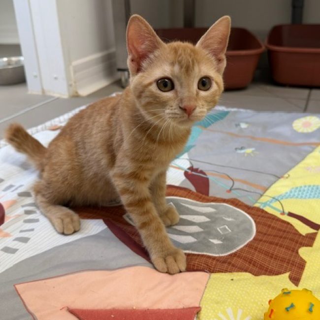 Rikiki - Chat Européen à adopter