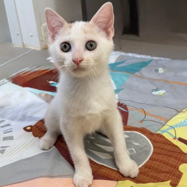 Mangoustan - Chat Européen à adopter