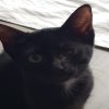 Minette