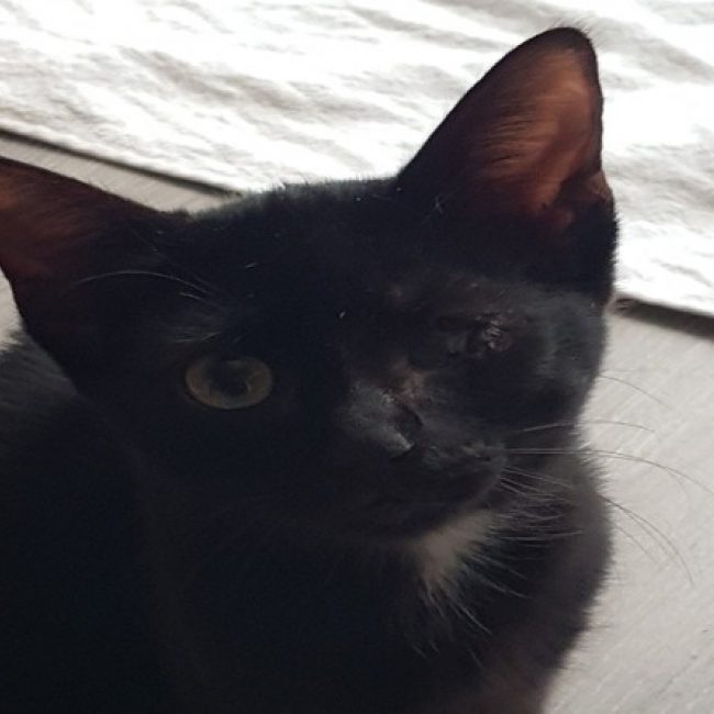 Minette