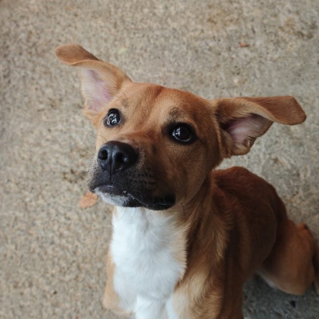 Kouign-amann - Chien Berger à adopter