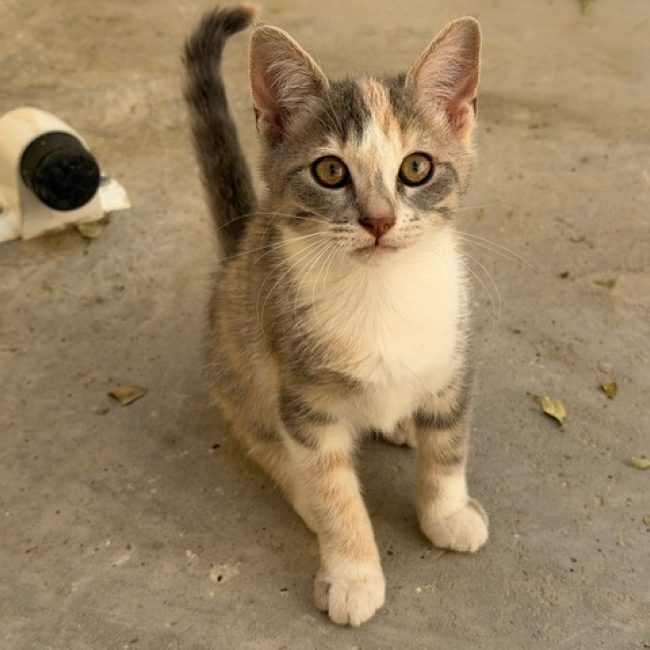 Maracuja
