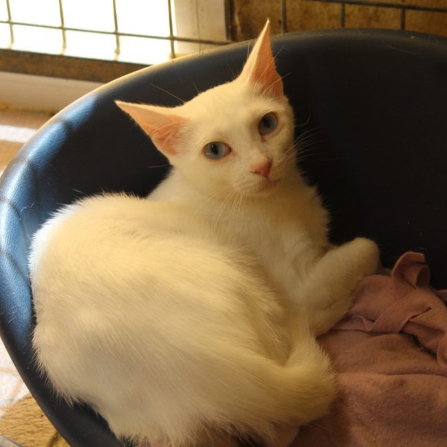 Chrysalis - Chat Européen à adopter