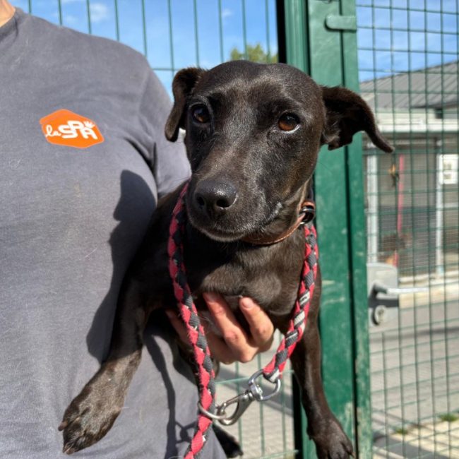 Ursula - Chien à adopter