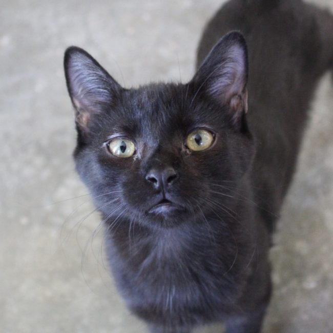 Zorro - Chat Européen à adopter