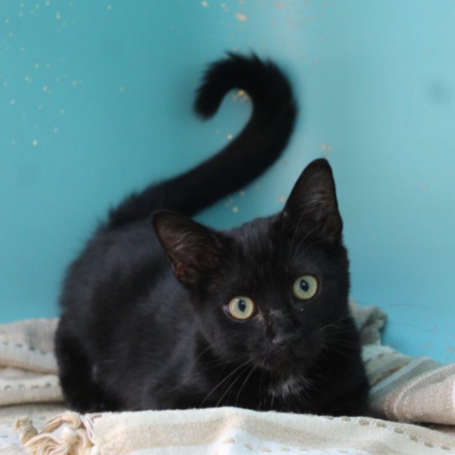 Woody - Chat Européen à adopter
