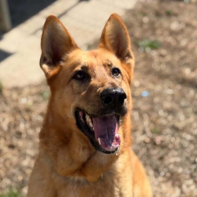 Shakra - Chien Berger Belge Malinois à adopter