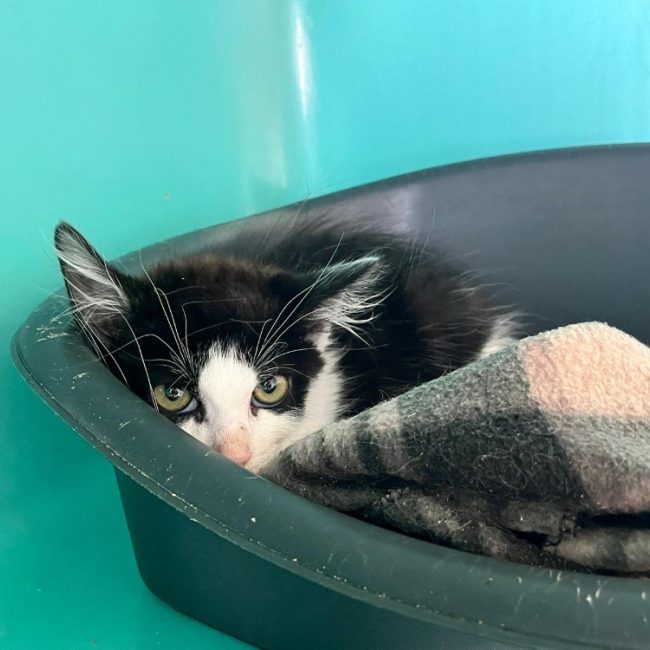 Villa - Chat Européen à adopter