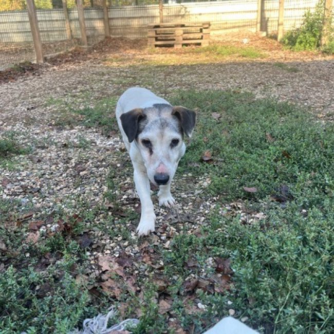 Eclair - Chien à adopter