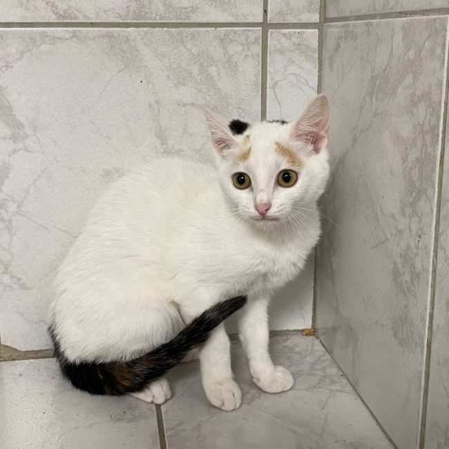 Olya - Chat Européen à adopter