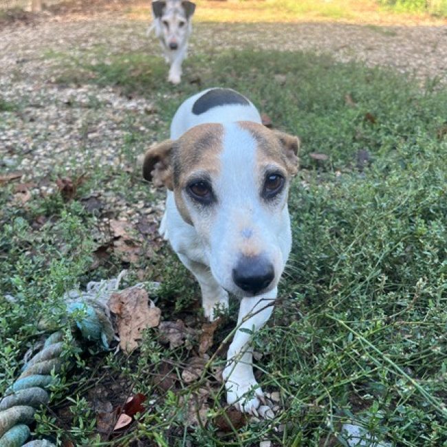 Lutece - Chien à adopter