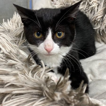 Pablito - Chat Européen à adopter