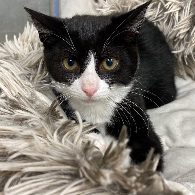Pablito - Chat Européen à adopter