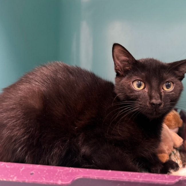 Dali - Chat Européen à adopter