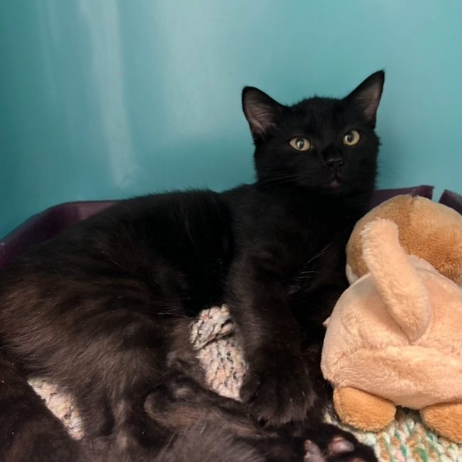 Salvador - Chat Européen à adopter