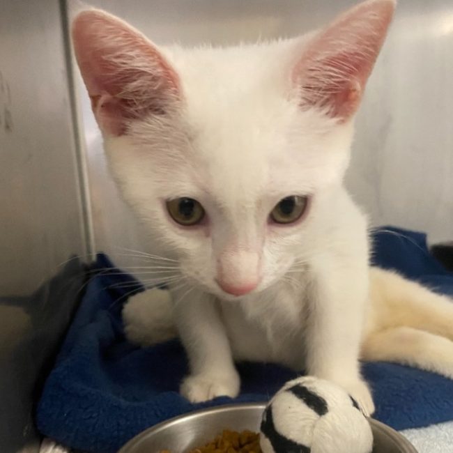 Alexis - Chat Européen à adopter