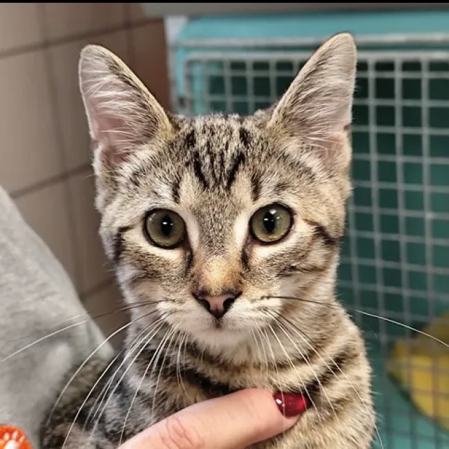 Orion - Chat Européen à adopter