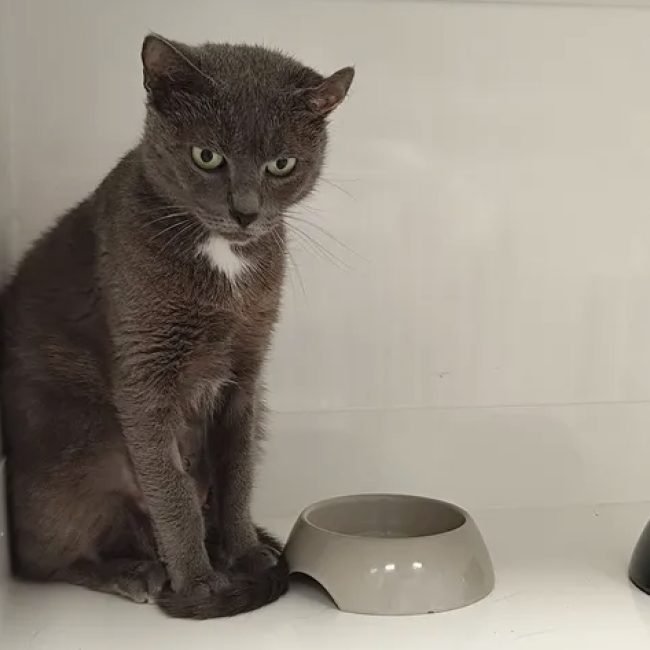 Gnocchi - Chat Européen à adopter