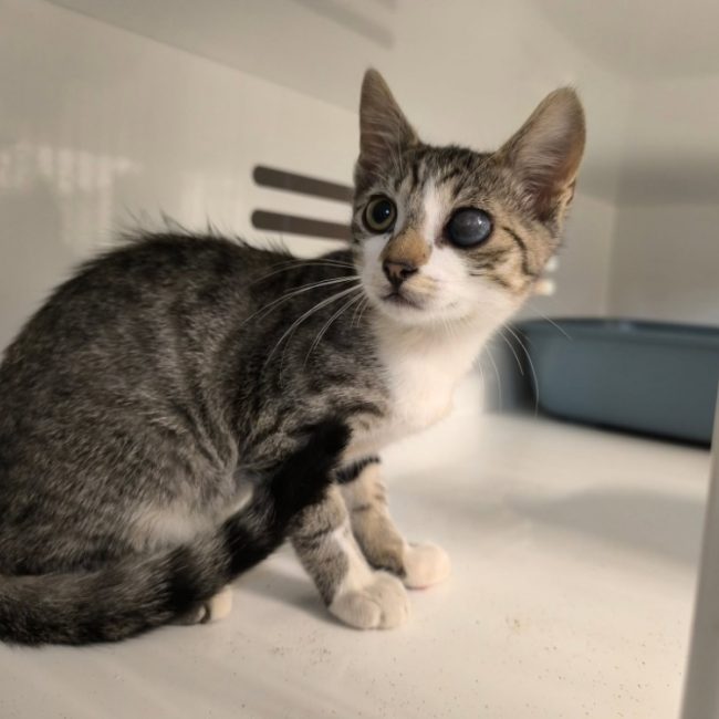 Dickens - Chat Européen à adopter