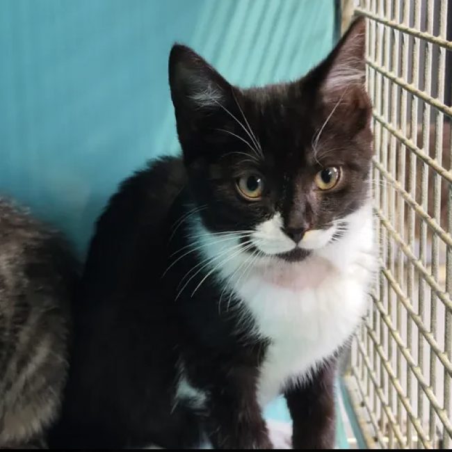 Oups - Chat Européen à adopter
