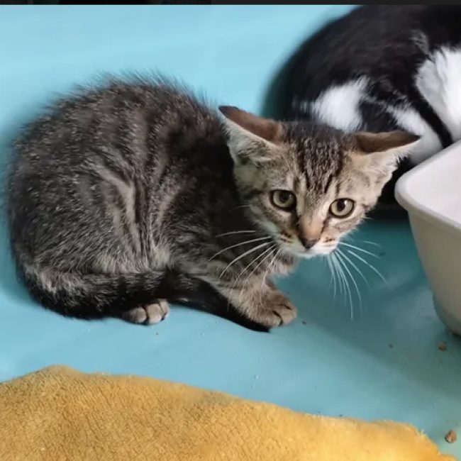 Jazz - Chat Européen à adopter