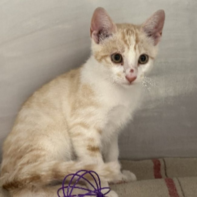 Milk - Chat Européen à adopter