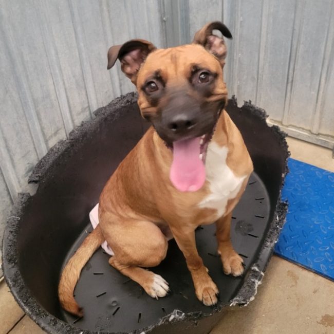 Moka - Chien Berger à adopter