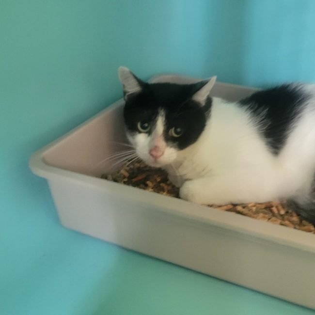 Delco - Chat Européen à adopter