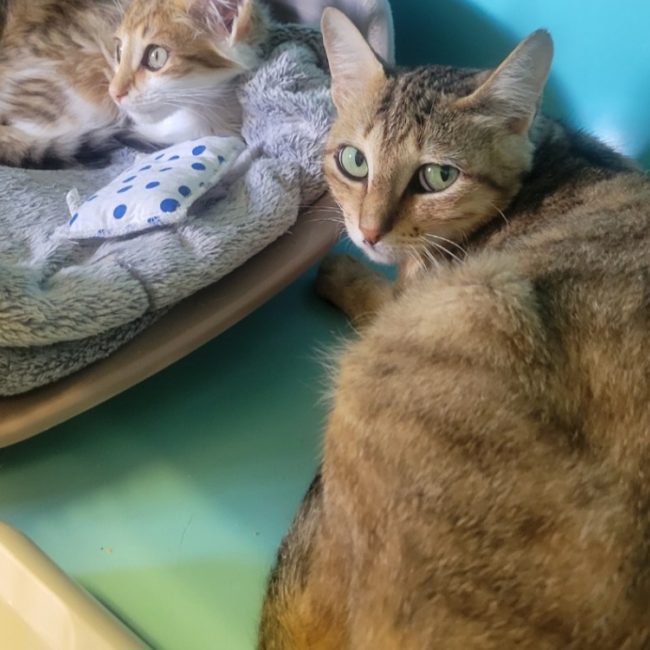 Apple jack - Chat Européen à adopter