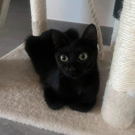 MAYA - Chat Européen à adopter