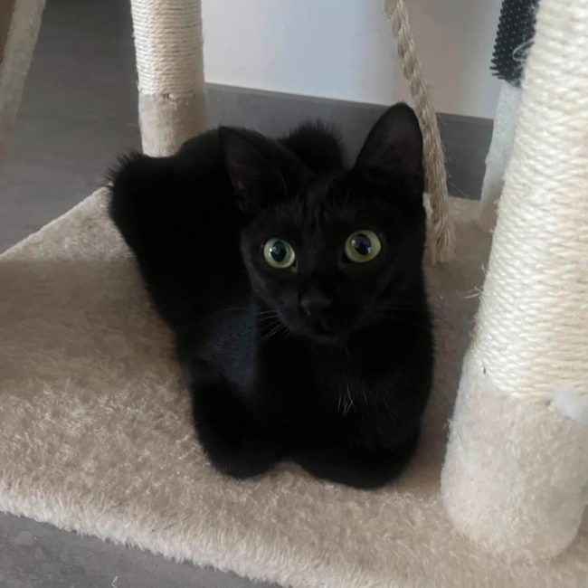 MAYA - Chat Européen à adopter
