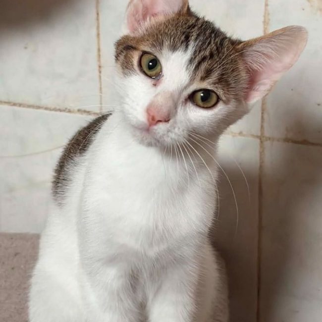 Fripouille - Chat à adopter
