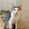 Ramses