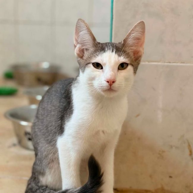 Ramses - Chat Européen x Européen à adopter