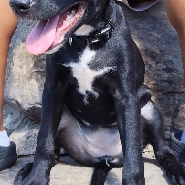 Stella - Chien à adopter