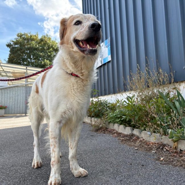 Filou - Chien à adopter