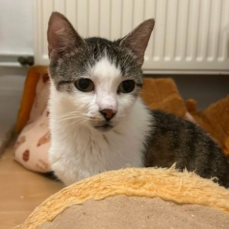 Bergamotte - Chat Européen à adopter