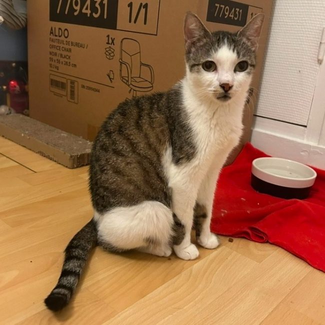 Bergamotte - Chat Européen à adopter