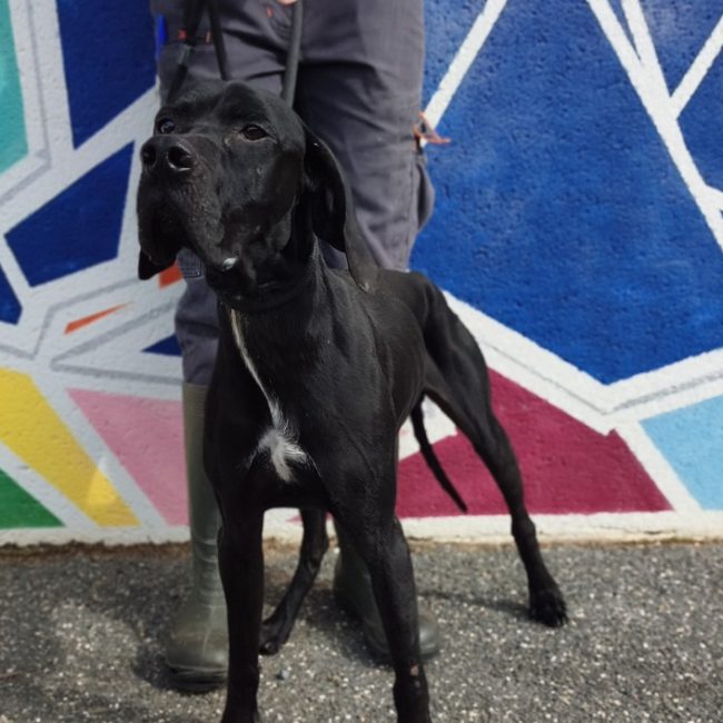 Coca - Chien Pointer Anglais à adopter