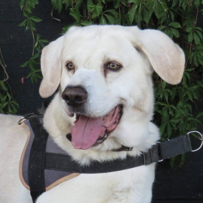 Atos - Chien Berger à adopter
