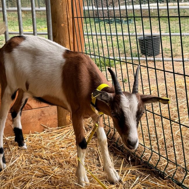 Nutella - Animal de ferme Chèvre à adopter
