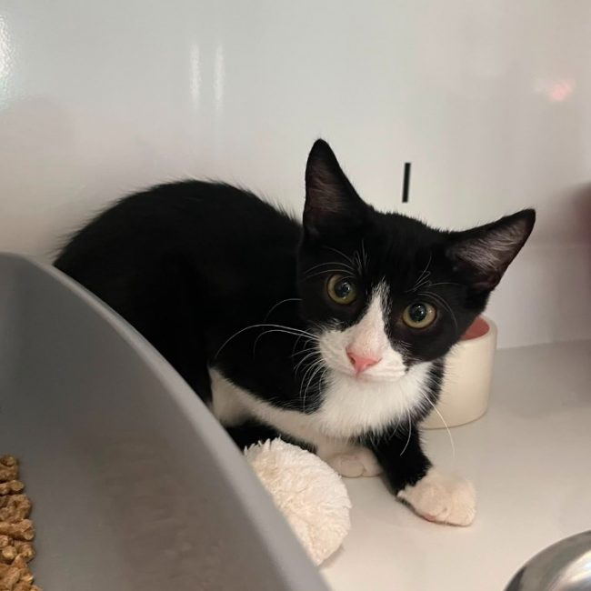 Tac - Chat Européen à adopter